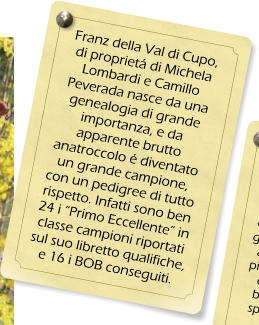Franz della Val di Cupo, di propriet di Michela Lombardi e Camillo Peverada nasce da una genealogia di grande importanza, e da apparente brutto anatroccolo  diventato un grande campione, con un pedigree di tutto rispetto. Infatti sono ben 24 i Primo Eccellente in classe campioni riportati sul suo libretto qualifiche, e 16 i BOB conseguiti.