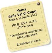 Yuma della Val di Cupo Nata il 14 Aprile 2012    HD-B  ED-1  D.N.A   ZTP in Italia   Riproduttrice selezionata DNA depositato  Eccellente in Expo