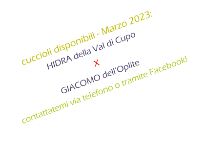 cuccioli disponibili - Marzo 2023: HIDRA della Val di Cupo  X GIACOMO dellOplite contattatemi via telefono o tramite Facebook!