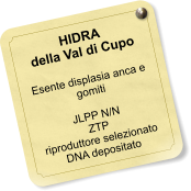 HIDRA della Val di Cupo  Esente displasia anca e gomiti  JLPP N/N ZTP riproduttore selezionato DNA depositato